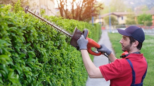 Zakładanie i pielęgnacja żywopłotów